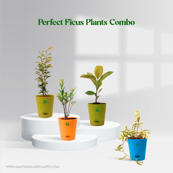 Perfect Ficus Plants Combo