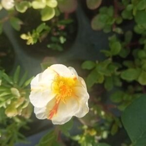 Portulaca 10'o Clock white yellow design