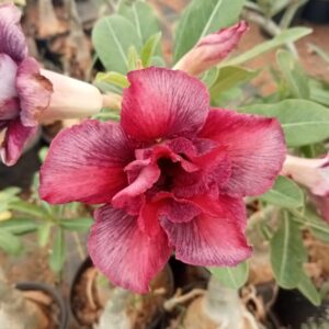 Adenium 'Day Night'