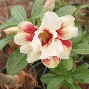 Adenium ' Divine Melody'