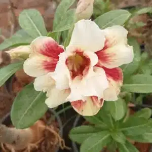 Adenium ' Divine Melody'