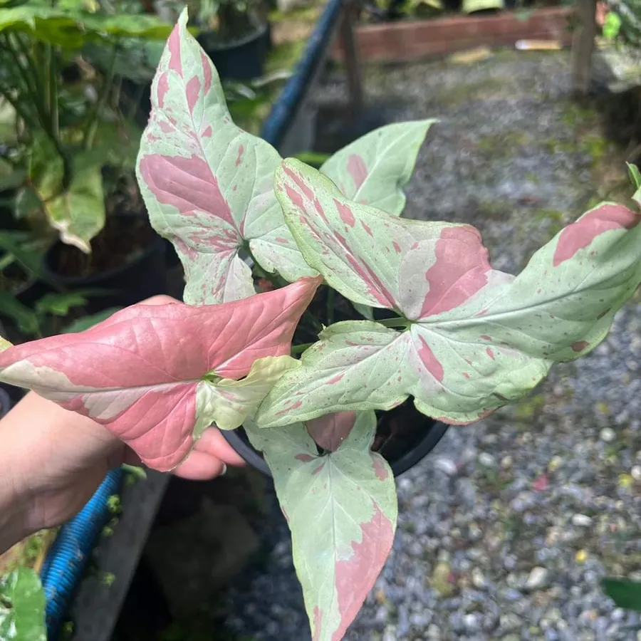 Syngonium Pink Salmon - Santhi Online Plants Nursery