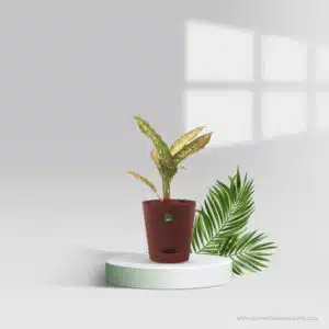 Aglaonema Udom Sab Pot Plant