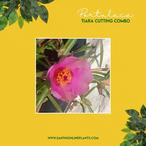 Portulaca Tiara Cuttings Combo