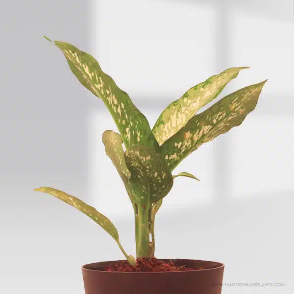 Aglaonema Udom Sab Pot Plant