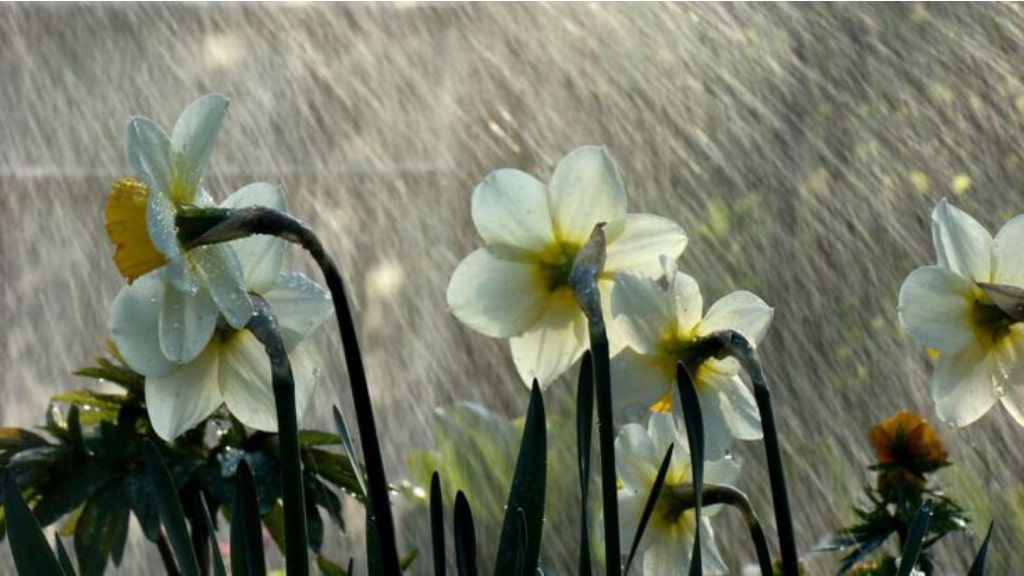 Rainy Season Plants in India