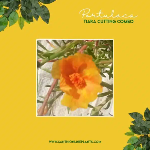 Portulaca Tiara Cuttings Combo