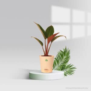 Philodendron Congo Red Pot Plant