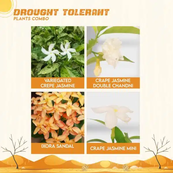 Drought Tolerant Plants Combo