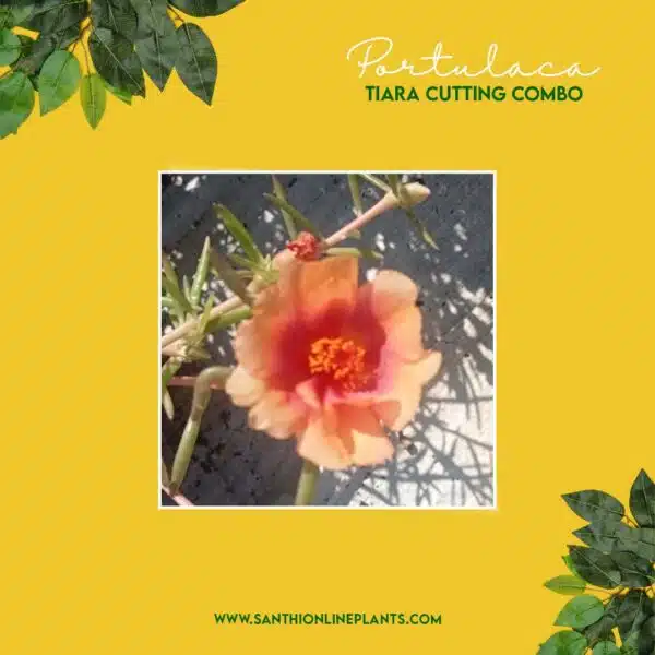 Portulaca Tiara Cuttings Combo