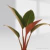 Philodendron Congo Red Pot Plant