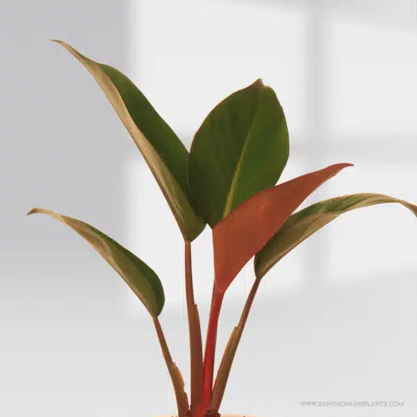 Philodendron Congo Red Pot Plant