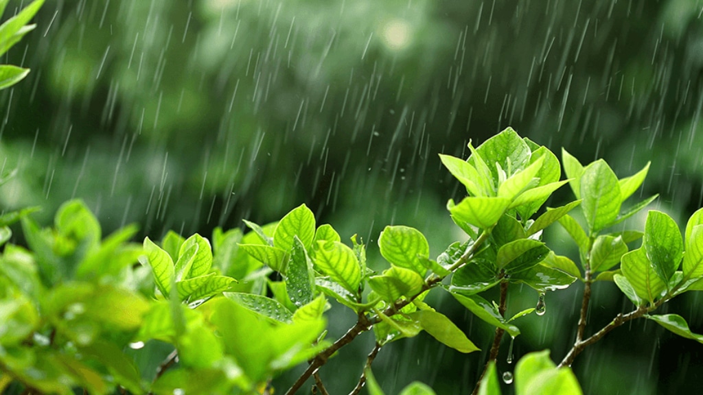 Rainy Season Plants in India