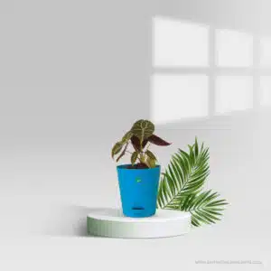Alocasia Watsoniana Pot Plant
