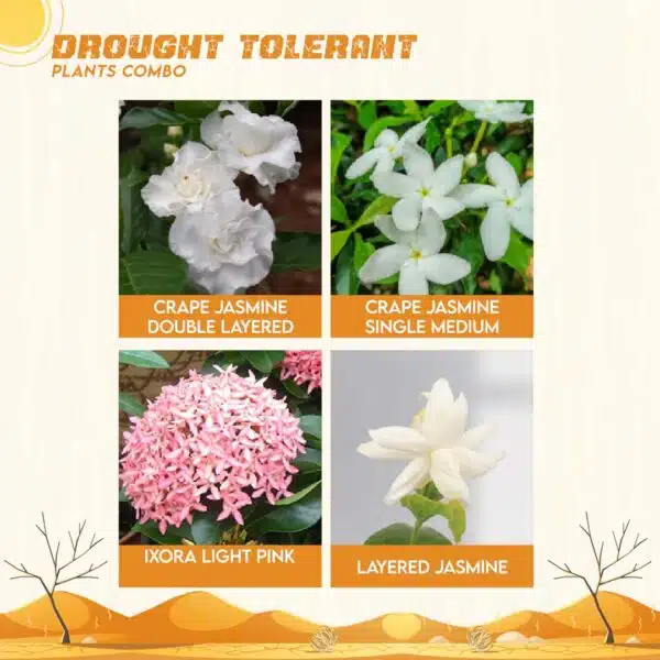 Drought Tolerant Plants Combo