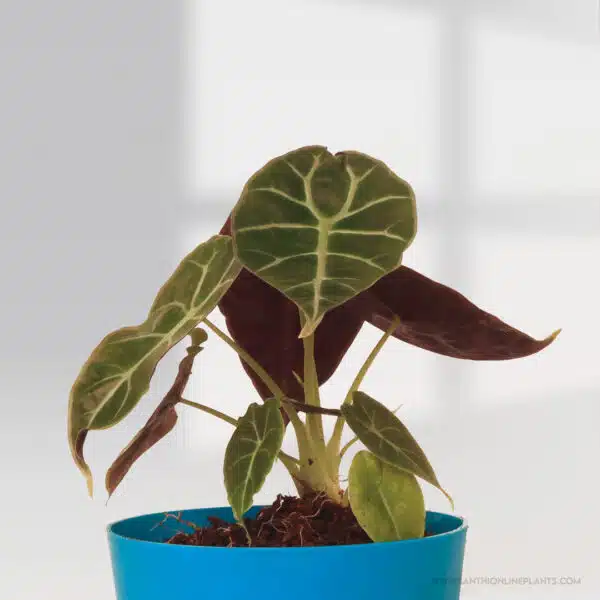 Alocasia Watsoniana Pot Plant