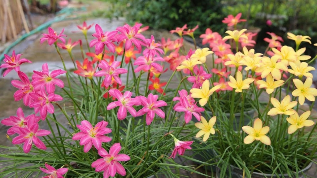 rain lily plant