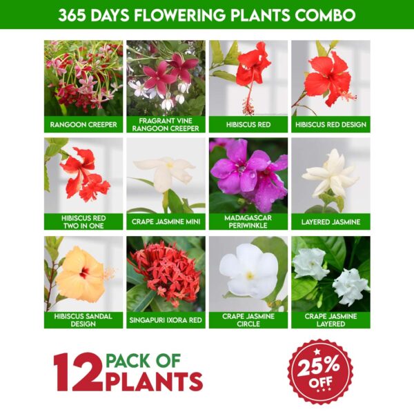 365 Days Flowering Plants Combo