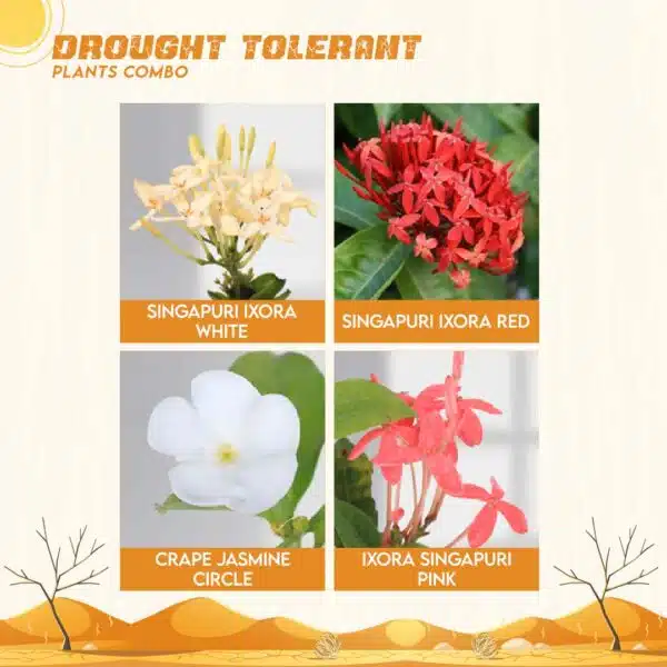 Drought Tolerant Plants Combo