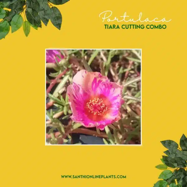 Portulaca Tiara Cuttings Combo