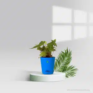 Philodendron Burle Marx Pot Plant