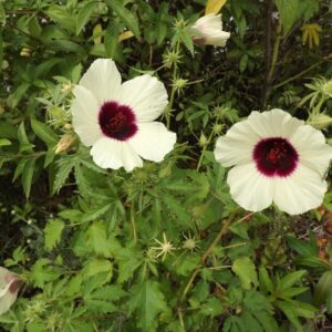 Gongura White Flower Seeds