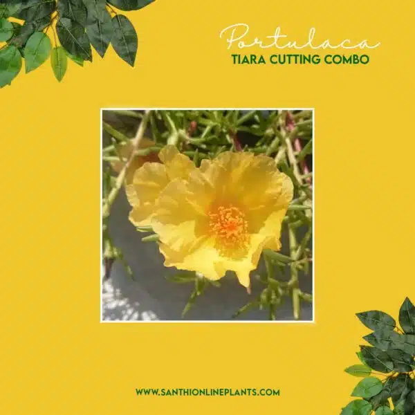 Portulaca Tiara Cuttings Combo