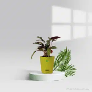 Calathea Compact Star Pot Plant