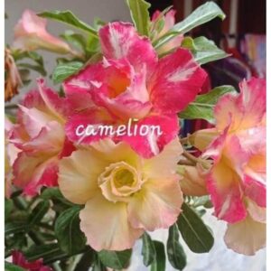 Adenium Camelion