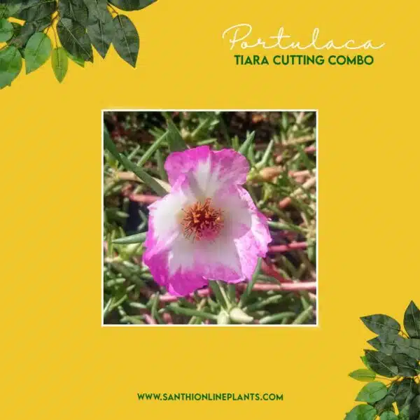 Portulaca Tiara Cuttings Combo