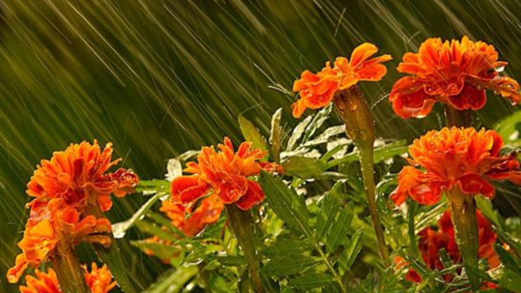 monsoon plants