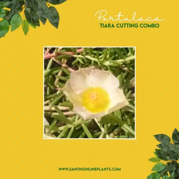 Portulaca Tiara Cuttings Combo