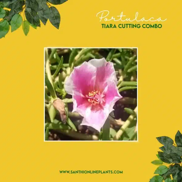 Portulaca Tiara Cuttings Combo