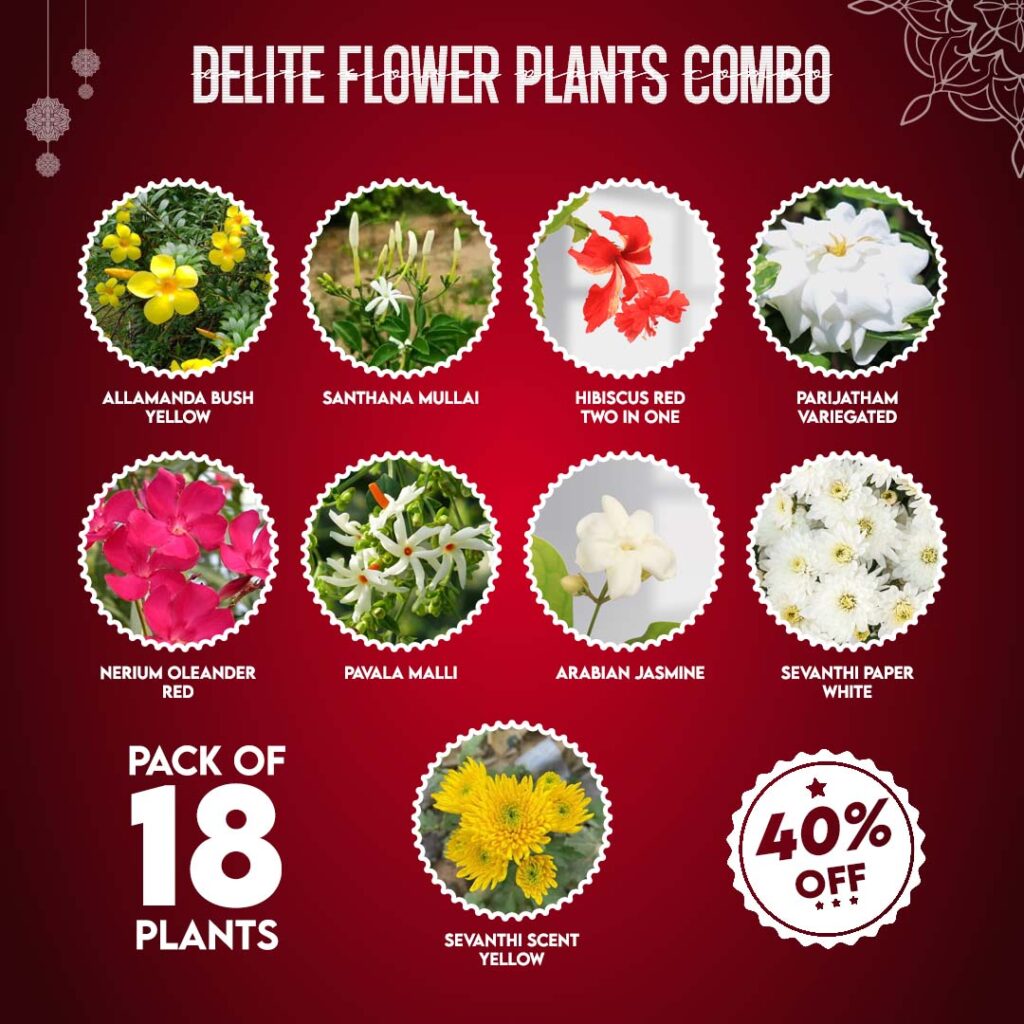 Delite Flower Plants Combo - Santhi Online Plants Nursery