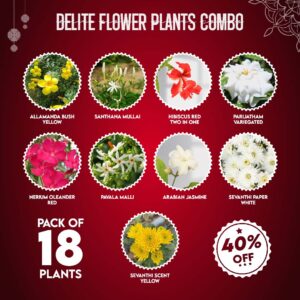 Delite Flower Plants Combo