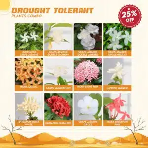 Drought Tolerant Plants Combo