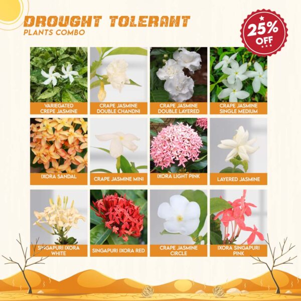 Drought Tolerant Plants Combo