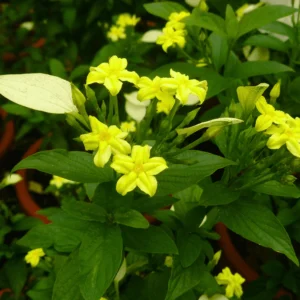 Yellow and white flowers combo