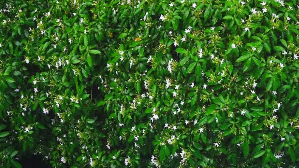 monsoon plants