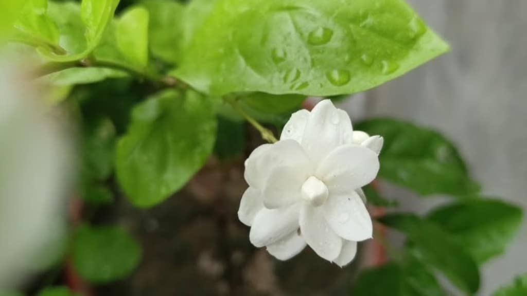 arabian jasmine