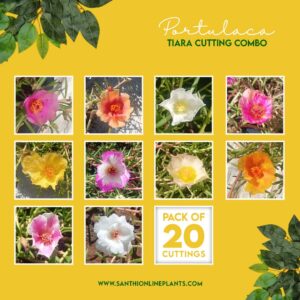 Portulaca tiara cutting combo