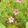 Cypress Vine Pink Flower Seeds
