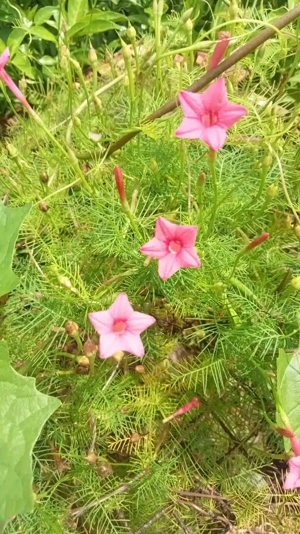 Cypress Vine Pink Flower Seeds