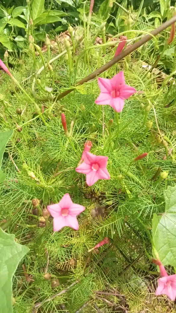 Cypress Vine Pink Flower Seeds