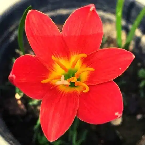 Pride of Singapore Red Rain Lily Bulb