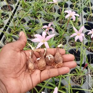 Rain Lily First Love Bulbs