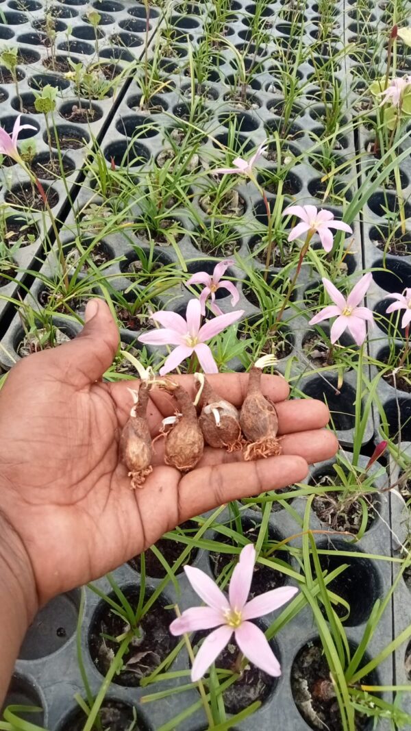 Rain Lily First Love Bulbs