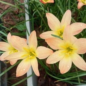 Rain Lily Orange Sunset Bulb