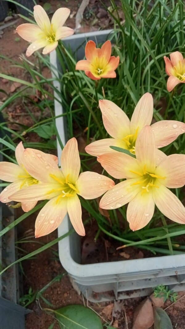 Rain Lily Orange Sunset Bulb