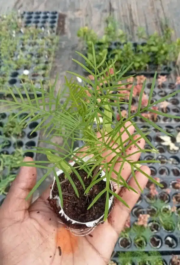 Cypress Vine Pink Plant